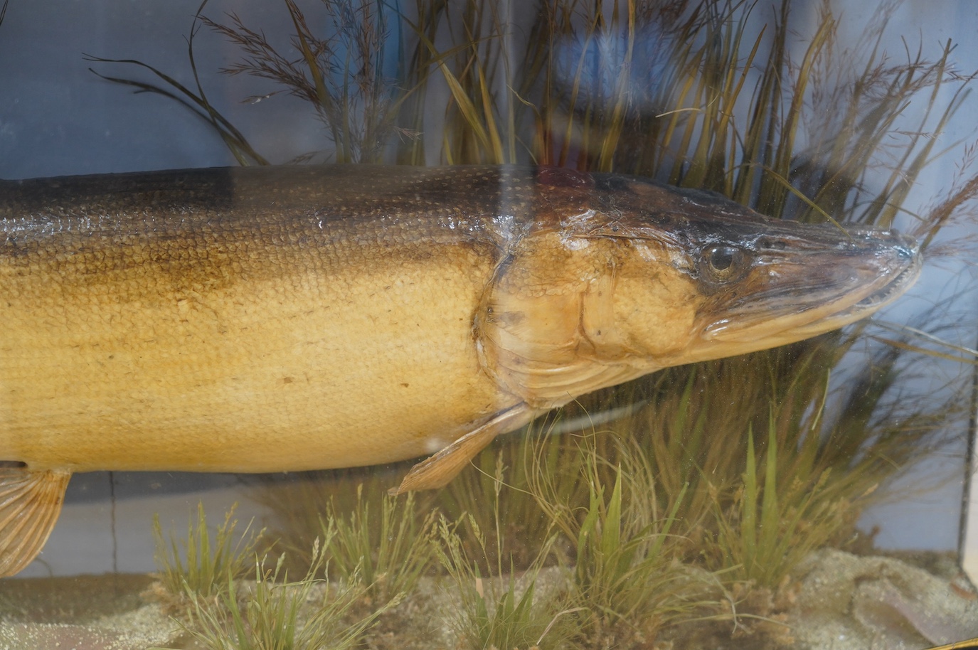 A J. Cooper & Sons taxidermy Pike in a bow fronted glazed case, 100cm. Condition - good